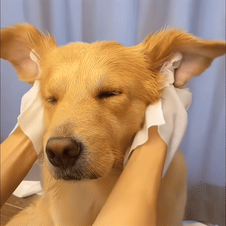 Čistiace vlhčené rukavice pre domácich miláčikov (6 kusov)