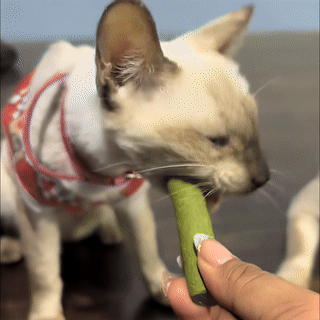 2+1 ZADARMO Hryzacie tyčinky z mačacej trávy (3x 6 kusov)