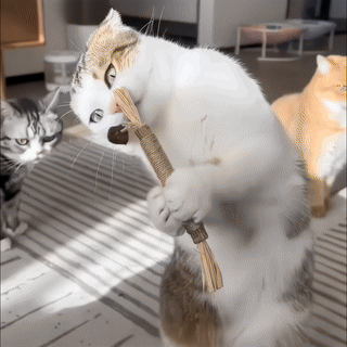 2+1 ZADARMO Dentálna hračka - hryzacie tyčinky s catnipom (3x 3 kusy)