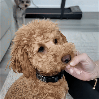 2+1 ZADARMO Servítky na oči a uši pre mačky a psy (3x 120ks)