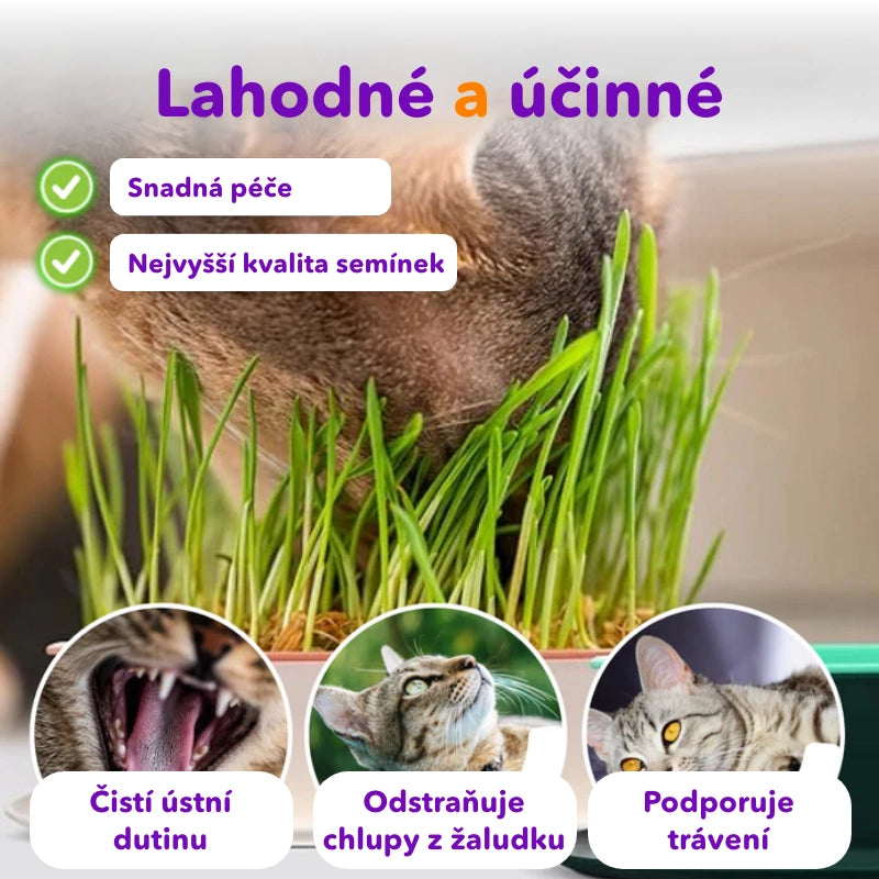 1+1 ZDARMA Miska na pěstování trávy kočičí